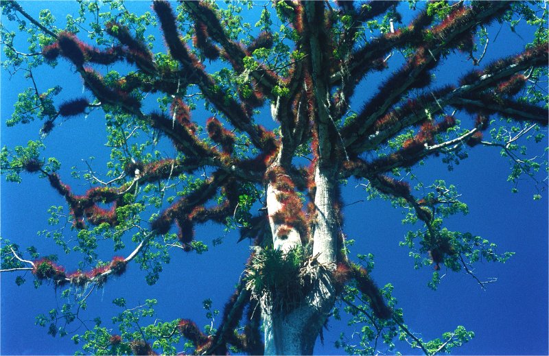 Ceiba