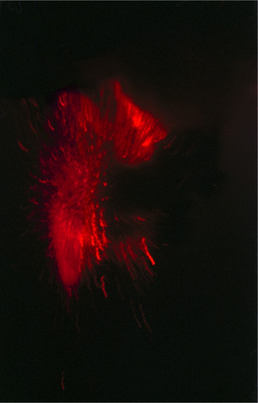 Lava Flare IV
