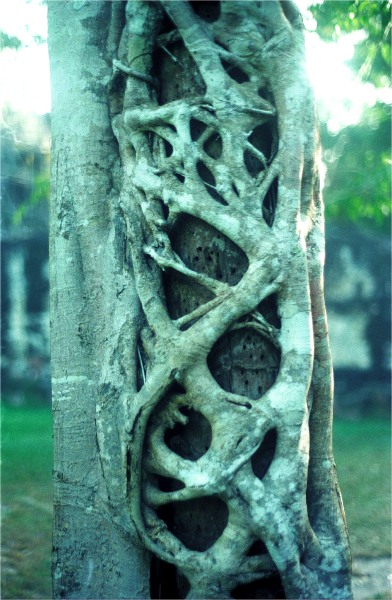 Strangler Fig