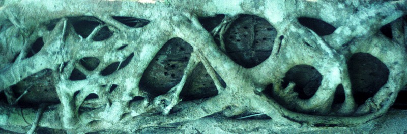Strangler Fig - TriFold