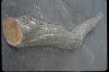 Stolen Limb