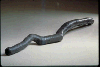 Fetish Object