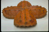 Copan Cross (Turtle Cross)