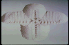 Copan Cavity