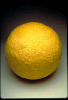Hive