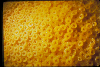 Hive