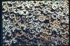 Iron Hive