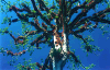 Ceiba