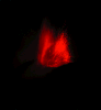 Lava Flare V